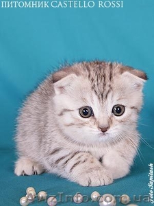 Шотландская вислоухая кошечка #618384