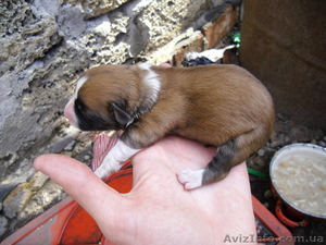 Отдам щеночка  мальчика #607406