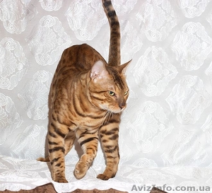 Бенгальский мини леопард,  бенгальские котята #631260