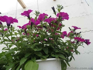 Цветы для озеленения Луганска #611274