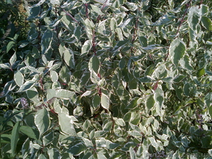 Продаю декоративні рослини та фруктові сажанці #610674