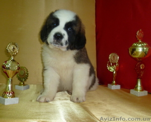 Щенки Московской сторожевой - Питомник #632019