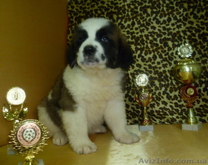 Московская сторожевая – щенки из питомника #639063