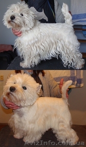 Тримминг собак,  стрижка- Вест Хайленд Вайт Терьер,  West Highland White Terrier,   #608442