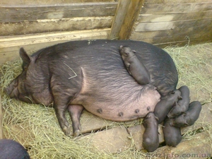 Продам вьетнамских, корейских поросят  #20503