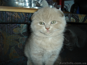 кошечка шотландской вислоухой.Окрас лиловый #625263