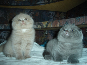 кошечки шотландской вислоухой.Окрас лиловый и голубой #625260