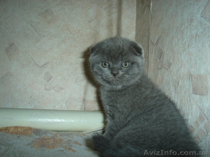 кошечка шотландской вислоухой.Окрас голубой #625269
