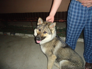 приглашаем на вязку #642474