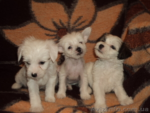 Пуховые щенки китайской хохлатой  #642880