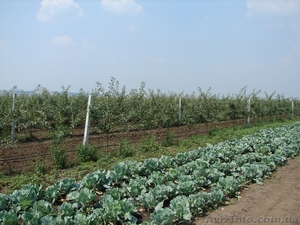 Продам яблоневый сад #621043