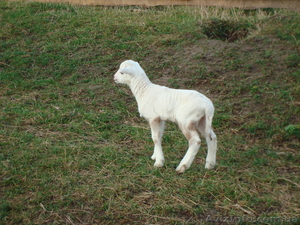 Ягнята 4-х месячные #636143