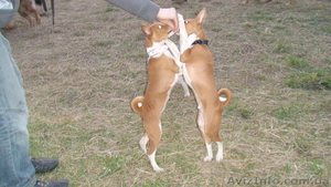 басенджи-африканский молчун #624625