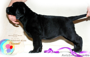 Элитные щенки Лабрадора #613367