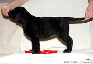 Монопородный питомник предлагает щенков лабрадора #640624