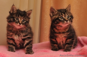 котята Курильского бобтейла #622641