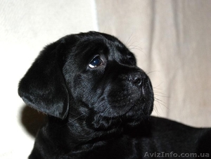 Щенки лабрадора ретривера с высоким выставочным потенциалом #640620