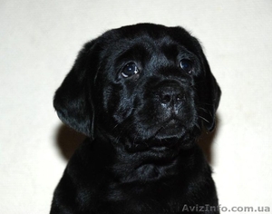 Племенные щенки Лабрадора #640584