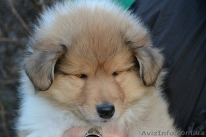 Высокопородные щенки колли #638880