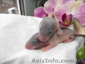 Крысята в хорошие руки #622561