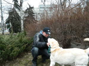 выгул и уход за собаками #612992