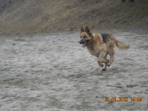 продам щенков овчарки #635298