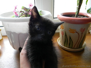 Котята cрочно в хорошие руки #620390