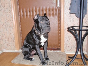 Продам чистокровных,  красивенных  щенков ПИТБУЛЯ #605987