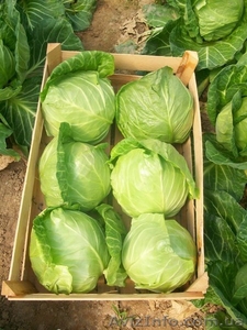 Продажа фруктов,  овощей,  свежезамороженной продукции,  сухофруктов,  Сер #621864