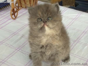 Продам очень красивых персиков! #638897