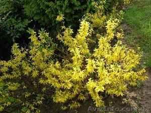 ФОРЗИЦИЯ - Многолетник (саженцы) #605177