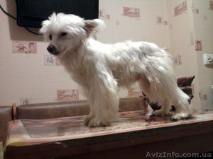 Вязка. Китайская хохлатая #607286