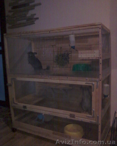 шиншиллочка с двухэтажной клеткой #629852