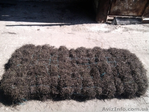 Камка (Зостера) #613304