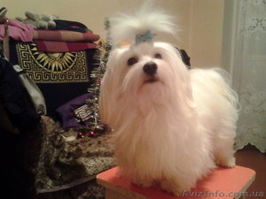 Вязка  мальтийской болонки Киев #632811