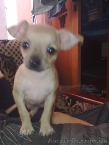 комнатная собачка  #624158