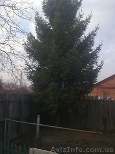  Ель.Крупномер. Европейская зеленая. Высота 8-10 метров. #605920