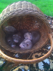 Продаю маленьких хорьков #22045