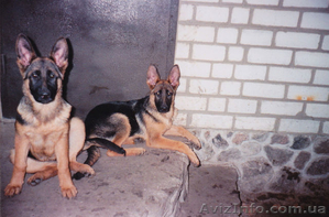 Продам породистых щенков немецкой овчарки #641561