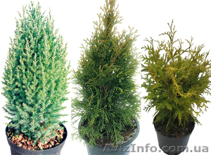 Хвойники из Голландии,  туи,  кипарисовики,  сосны,  ели  #641160