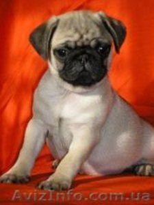 щенок мальчик, породы мопс #624250