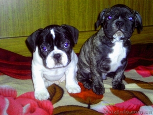 Замечательные щенки французского бульдога #605490