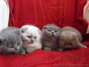 плюшевые вислоушки и прямоушки #636986