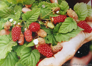 Продам малино-ежевичный гибрид Тайберри #609832