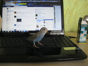 Попугай с клеткой #626675