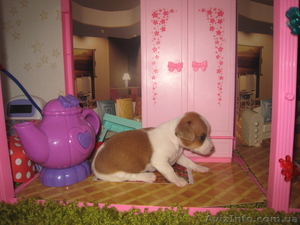 продам щенков той терьера разные расцветкм #606470