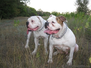 Выгул собак. Хортицкий район #626182