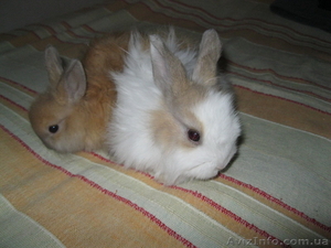 Декоративные карликовые крольчата #642253