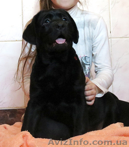 Элитные щенки Лабрадора ретривера #620784