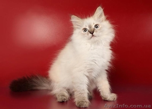 Зефир Сибирский Охотник #633612